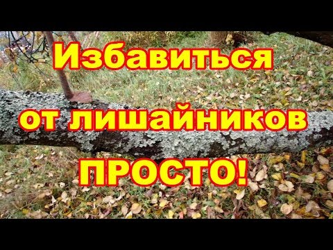 Видео: Удалять лишайники с деревьев надо или нет и как это сделать лучше,обсуждаем в этом видео