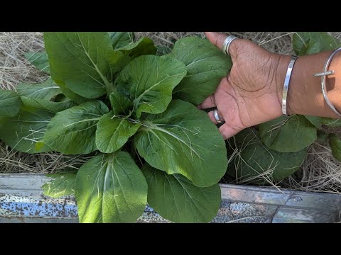 Видео: Осенний посев семян/посадка овощей и фруктов