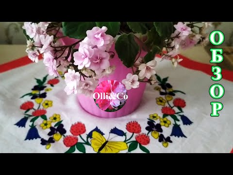 Видео: ОБЗОР. Мои КОМНАТНЫЕ ЦВЕТЫ, РАСТЕНИЯ  на ПОДОКОННИКЕ. ОСЕННИЙ ОБЗОР, октябрь 2021