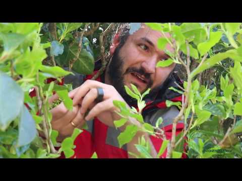 Видео: Как делают чай с древних деревьев. Часть Первая. Цзиньсю, Юньнань, Китай.