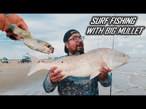 Видео: Ловля окуня с берега на крупную кефаль