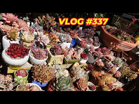 Видео: СОХРАНЯЙТЕ СУККУЛЕНТЫ И ГИБРИДЫ | VLOG №337 — Выращиваем суккуленты с LizK