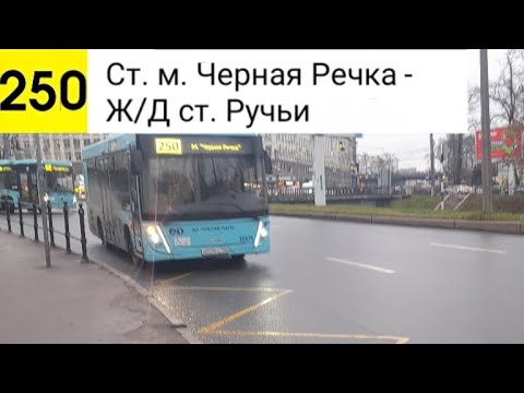 Видео: Автобус 250. Ст. м. Черная Речка - Ж/Д ст. Ручьи