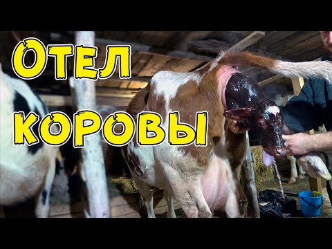 Видео: Принимаю отел у коровы. Первое доение и кормление теленка.