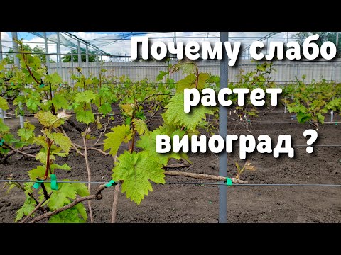 Видео: Почему не растет виноград? Каждого беспокоит этот вопрос
