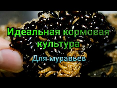 Видео: Идеальная кормовая культура для муравьев. Жук знахарь. Описание и содержание.