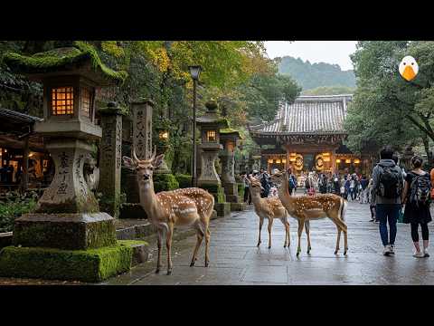 Видео: Нара, Япония🇯🇵 Откройте для себя волшебный город, где сосуществуют олени и храмы (4K UHD)