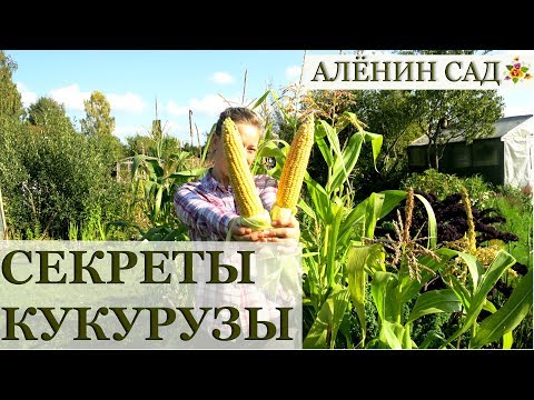 Видео: КУКУРУЗА все секреты выращивания! / Как выращивать кукурузу