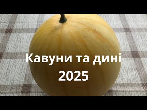 Видео: Наш маленький баштан.