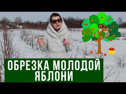 Видео: Обрезка молодой яблони: некоторые приемы