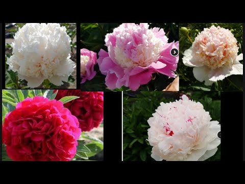 Видео: Посылка с корнями пионов от Ворошиловой Анны Борисовны