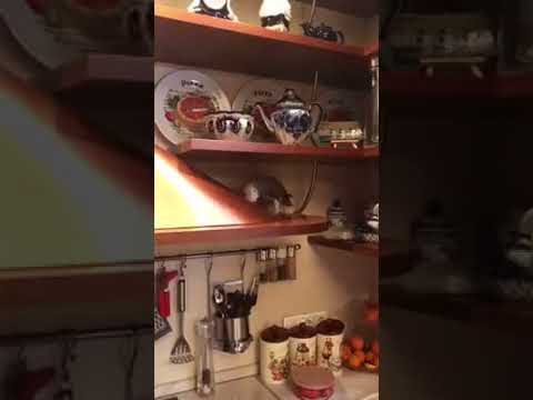 Видео: Попугай Жора хулиганит на кухне смешно
