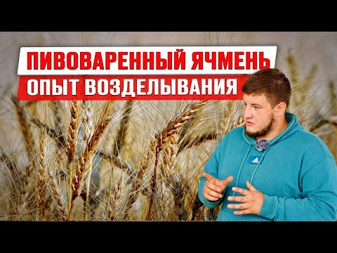 Видео: Пивоваренный ячмень | Требования пивзавода | Ячменный солод | Цена на ячмень | Бизнес идея