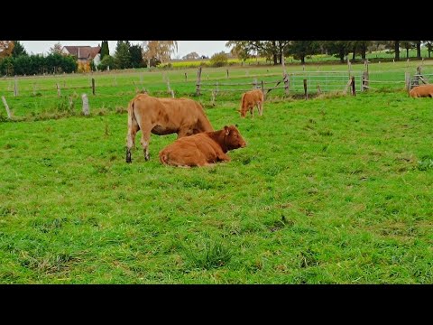 Видео: Коровы и телята породы шароле и лимузин.