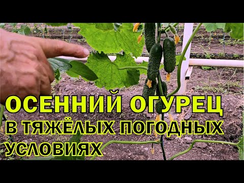 Видео: Стартэко качает огурец в ноябре