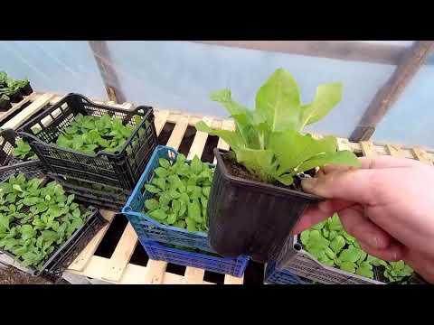 Видео: Переходим в холодную теплицу. Один день из жизни🤓