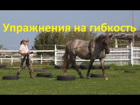 Видео: Лошадь не гнётся! Что делать?