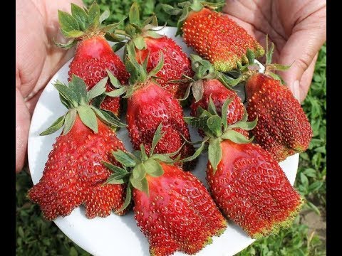 Видео: Клубника: КУПЧИХА - высадка конец июня 2019г.