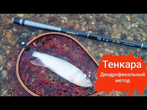 Видео: Тенкара. Дендрофекальный метод. Когда ловить хочется, но жаба сильнее.