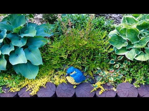 Видео: ПОЧВОПОКРОВНЫЕ ДЕКОРАТИВНОЛИСТВЕННЫЕ РАСТЕНИЯ. ОБЗОР.