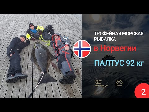 Видео: Трофейный палтус - Трофейная морская рыбалка в Норвегии (часть 2)   Треска, сайда, палтус, зубатка