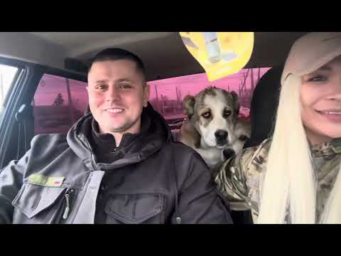 Видео: Прогулка с щенками алабаи