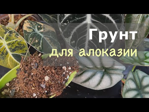 Видео: №109. Грунт для алоказии. Грунты для клубней, восстановления и поддержания красивых листьев.