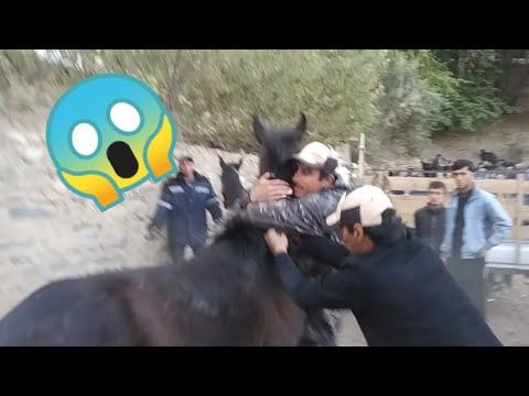 Видео: Молбозори Панчакент чоршанбе бозор нарху Навои чорво 04 10 2023