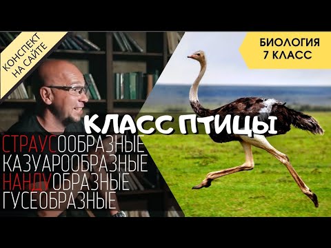 Видео: Класс Птицы. Биология 7 класс. Отряды бескилевых птиц. Гусеобразные. Страус, Нанду, Казуаровые и Эму