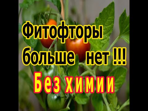 Видео: Сдерживание фитофторы с помощью триходермы.