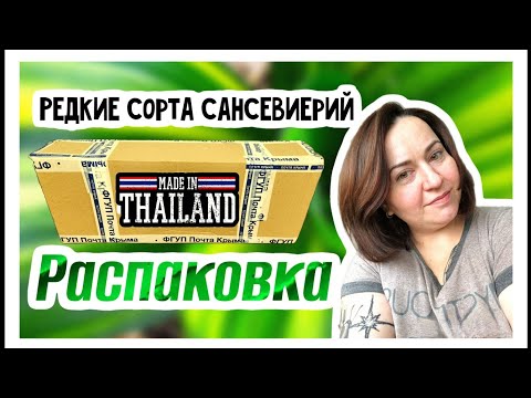 Видео: Распаковка тайских сансевиерий