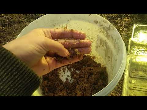 Видео: Сеем семена в опилки! Приживаемость рассады 100%!
