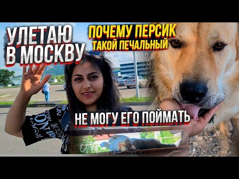 Видео: Тимка сбежал🤯 перед отправкой. Я улетаю в Москву, встречать моих хвостиков и передавать.