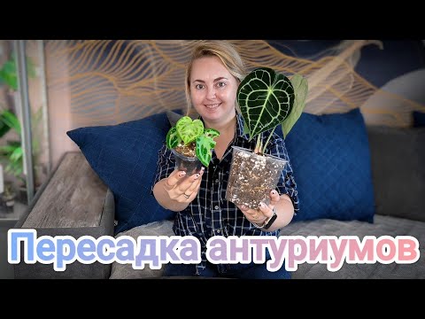 Видео: Пересадка антуриума Кларинервиума и Сильвер Блаш/наращивание корней во мху за месяц