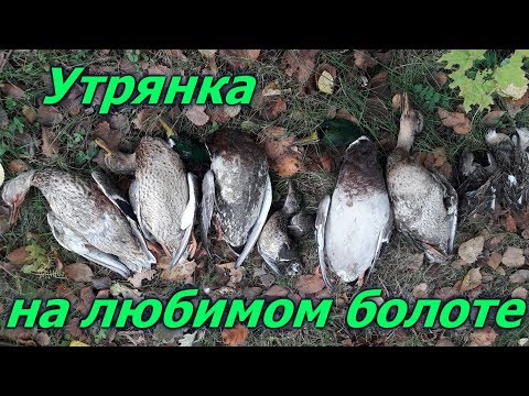 Видео: Утрянка на любимом болоте МЦ-21-12.Охота на утку с манками и чучелами.Duck hunt with decoys & calls