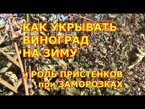 Видео: КАК  УКРЫВАТЬ ВИНОГРАД НА ЗИМУ. ПРОСТО и ЛЕГКО. и Защитная РОЛЬ ПРИСТЕНКОВ при ЗАМОРОЗКАХ