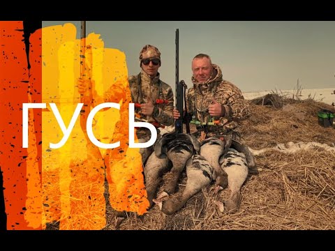 Видео: ОХОТА НА ГУСЯ 2022/ВЫБИЛИ 8 ШТУК/ЛУЧШИЙ НАЛЁТ 2022