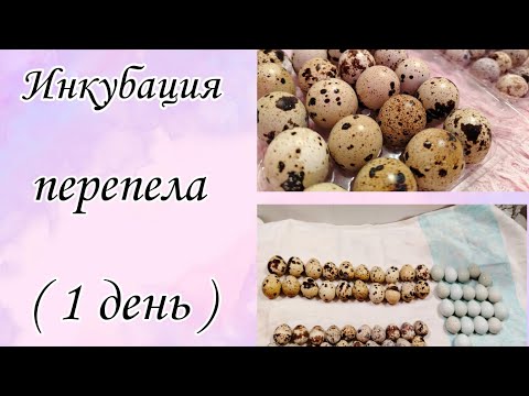 Видео: Инкубатор на 36 яиц/Инкубация перепелиных яиц/Обработка инкубатора и закладка яиц/Малютки Виктории