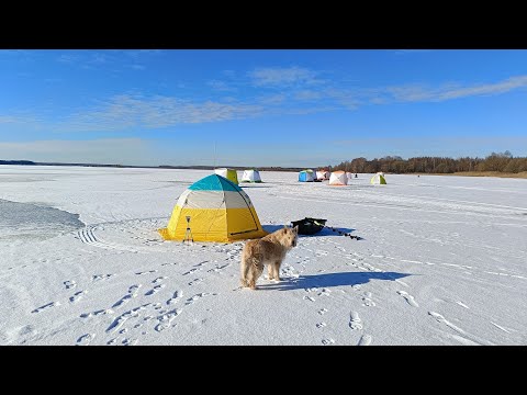 Видео: ЭТО ВСЕГДА РАБОТАЕТ  Рыбалка со льда на леща  Ловля в палатке