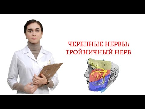 Видео: Черепные нервы. Тройничный и лицевой нервы. Часть 1.