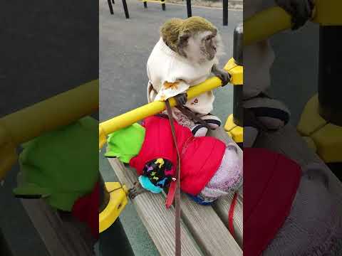 Видео: Обезьянки Алиса и Нюша на прогулке #stylishmonkeys