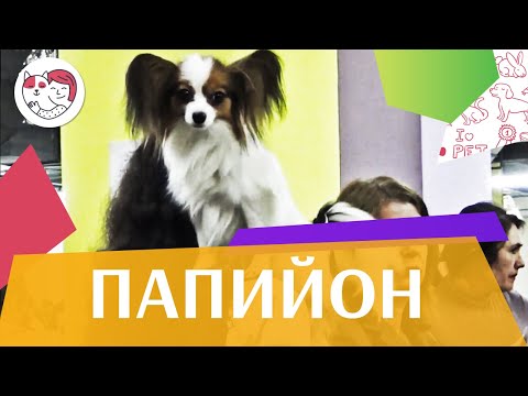 Видео: Континентальный той-спаниель (папийон) на ilikepet. Особенности породы, уход