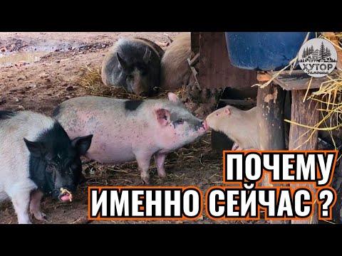 Видео: ОТКУДА ОНИ ВЗЯЛИСЬ? БЫЛА ЛИ ПРАВА НАША ПОДПИСЧИЦА ?