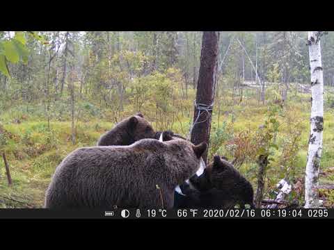 Видео: Привада на медведя 2