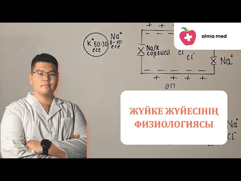 Видео: Жүйке жүйесінің физиологиясы