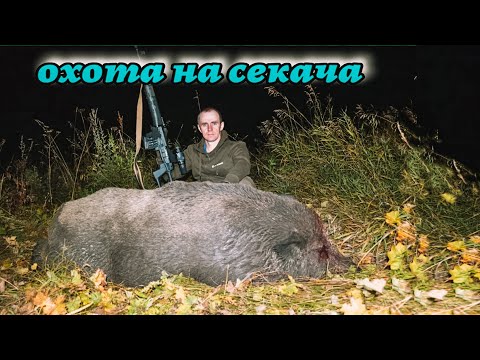 Видео: Охота на кабана с лабаза, нежданная гостья.