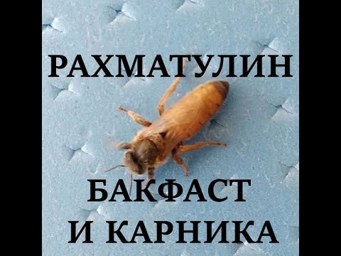 Видео: Рахматулин. Бакфаст и карника.