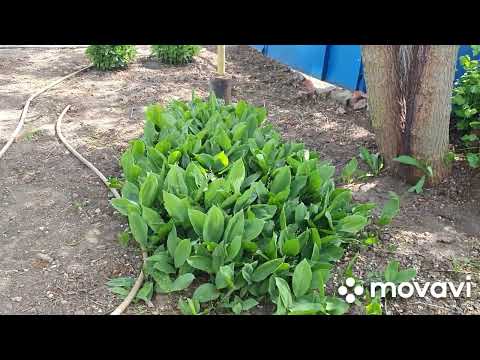 Видео: Небольшой обзор моего сада с городом.