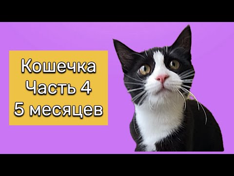 Видео: Как быстро растут котята! Нам уже 5 месяцев! Она стала такая большая! 15 сентября 2025 года. 