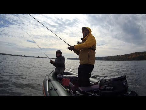 Видео: За хищником в октябре.